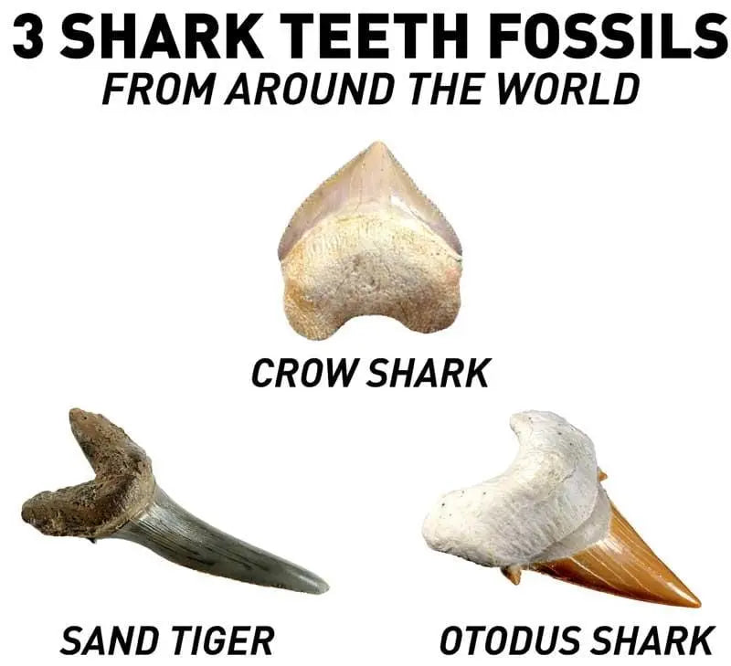 National Geographic Denti di Squalo kit Scava e trova i Fossili - The Toys Store